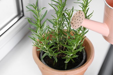 Photo of Watering beautiful green potted rosemary on windowsill indoors