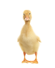Cute fluffy baby duckling on white background