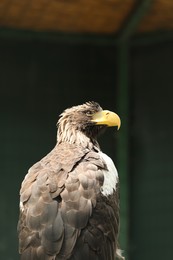 Photo of Beautiful Steller's sea eagle in zoo enclosure
