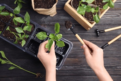 Photo of Woman taking care of seedlings at black wooden table, top view