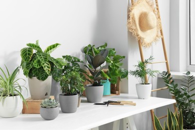 Photo of White table with different beautiful houseplants indoors