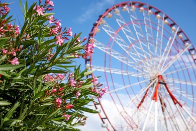 Beautiful blooming rhododendrons and blurred Ferris wheel on background