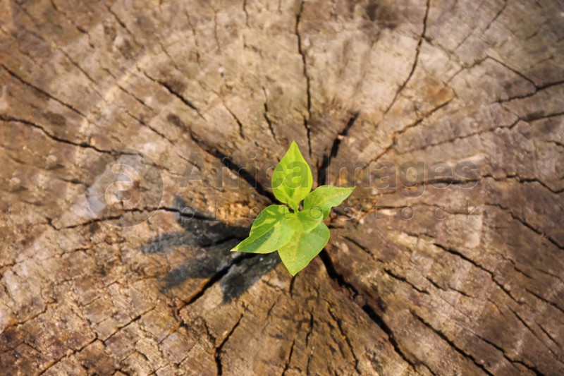 Young green seedling growing out of tree stump, top view. New life concept
