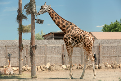 Photo of Rothschild giraffes at enclosure in zoo on sunny day