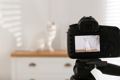 Picture of beautiful white cat on camera display. Professional animal photography