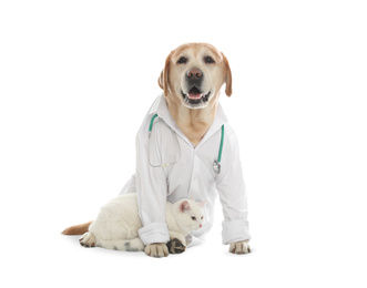 Cute Labrador dog in uniform with stethoscope as veterinarian and cat on white background