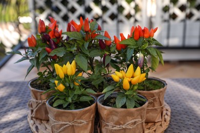 Capsicum Annuum plants. Many potted multicolor Chili Peppers on table outdoors
