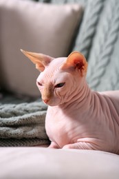 Beautiful Sphynx cat on sofa at home. Lovely pet