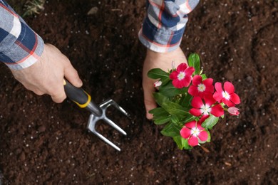 Man transplanting beautiful pink vinca flower into soil, top view