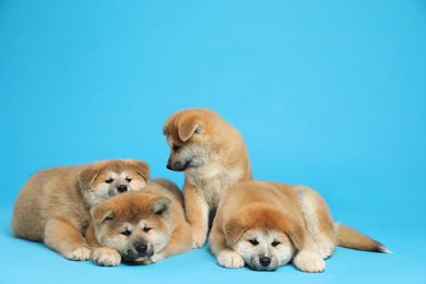 Cute Akita Inu puppies on light blue background. Baby animals