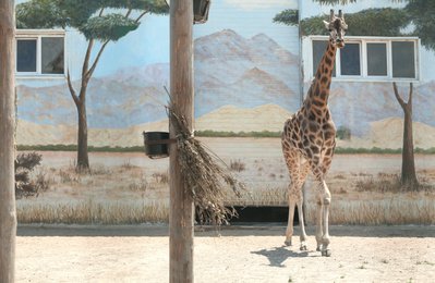 Photo of Rothschild giraffe at enclosure in zoo on sunny day