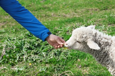 Photo of Farmer feeding lamb with dandelion in field, closeup