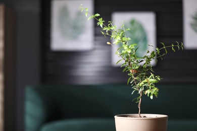 Photo of Potted pomegranate plant with green leaves in room, space for text