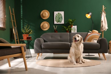 Modern living room interior. Cute Golden Labrador Retriever on floor near couch