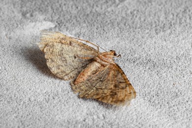 Dying alcis repandata moth on light textured background, closeup