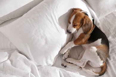 Cute Beagle puppy sleeping on bed, top view. Adorable pet