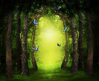 Fantasy world. Enchanted forest with magic lights, beautiful butterflies and way between trees