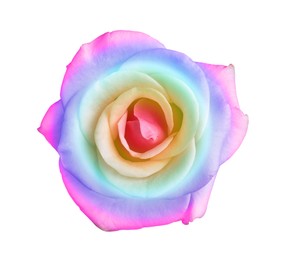 Image of Beautiful rose toned in rainbow colors on white background