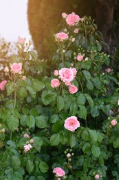 Bushes with beautiful pink roses in garden