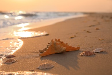 Beautiful sea star and shells on sunlit sand at sunset