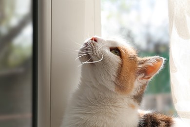 Photo of Portrait of cute cat near window at home