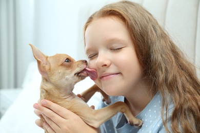 Photo of Little girl with her Chihuahua dog at home. Childhood pet