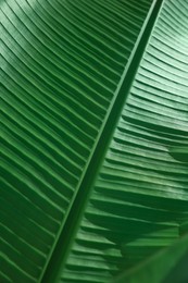 Beautiful green palm leaf as background, closeup view