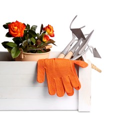 Photo of Wooden crate with gardening gloves, tools and blooming rose bush on white background