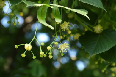 Beautiful linden tree with blossoms and green leaves outdoors, closeup
