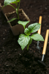 Photo of Green pepper seedling growing in soil, closeup