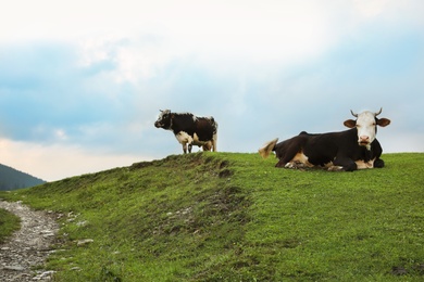 Photo of Herd of beautiful cows on green hill