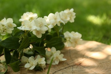 Branches of beautiful jasmine flowers on wooden stump outdoors, closeup. Space for text
