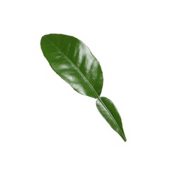 Green leaf of bergamot plant isolated on white