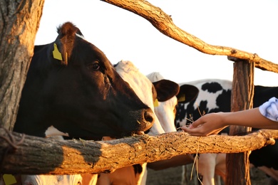 Young woman feeding cows with hay on farm, closeup. Animal husbandry
