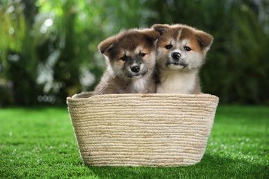 Cute Akita Inu puppies in basket on green grass outdoors