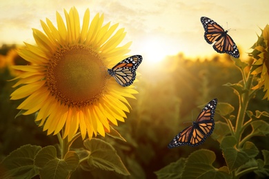Image of Amazing monarch butterflies in sunflower field at sunset