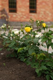 Beautiful blooming rose bushes in flowerbed outdoors