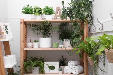 Wooden shelving unit with green plants and different accessories indoors. Interior design