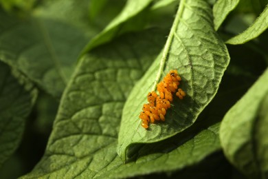 Colorado potato beetle eggs on green plant outdoors, closeup