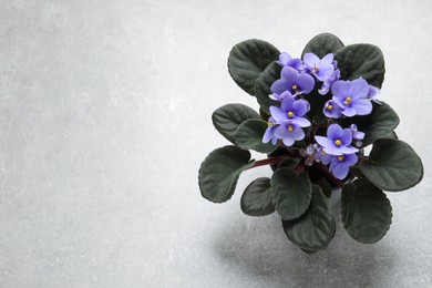 Beautiful violet flowers on light grey background, space for text. Delicate house plant