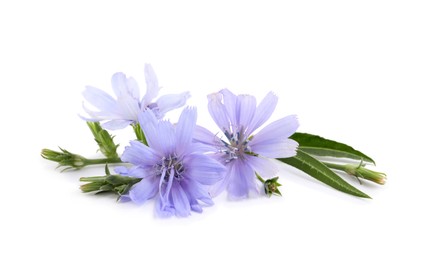 Photo of Beautiful chicory flowers with green leaves on white background