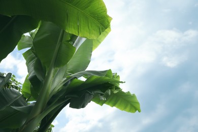 Fresh green banana plants against blue sky, low angle view. Tropical leaves