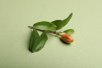 Photo of Pomegranate branch with lush leaves and bud on light green background, closeup