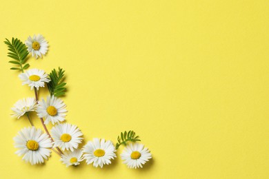 Beautiful daisy flowers and leaves on yellow, flat lay. Space for text