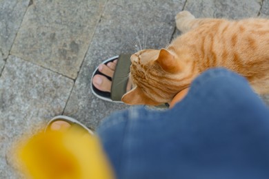 Cute stray cat rubbing against woman's leg outdoors, top view. Homeless pet