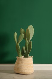 Potted cactus near green wall in room