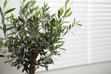Photo of Closeup view of olive tree near window indoors, space for text. Interior element