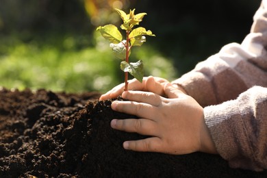 Small child planting young tree in garden, closeup