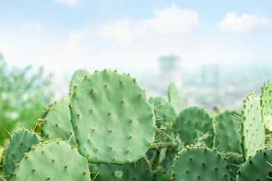 Beautiful view of cactuses with thorns under cloudy sky, closeup