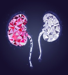 Illustration of kidneys on color background. Human anatomy